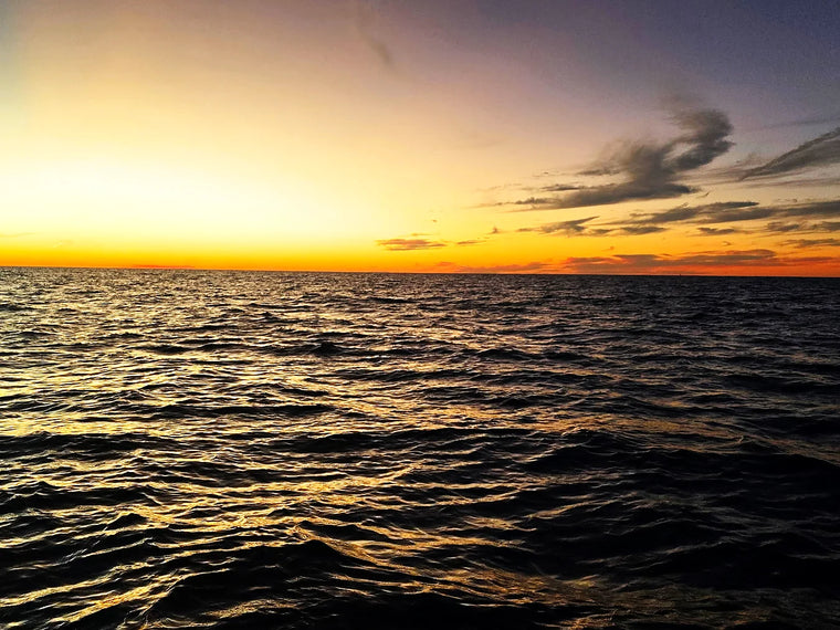 Inshore fishing charter catch near Siesta Key