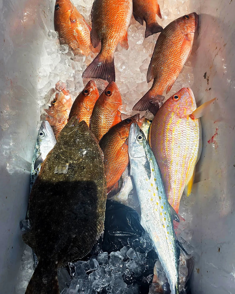 Large fish caught with Sarasota Sportfishing